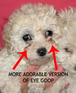 puppy-eye-goop